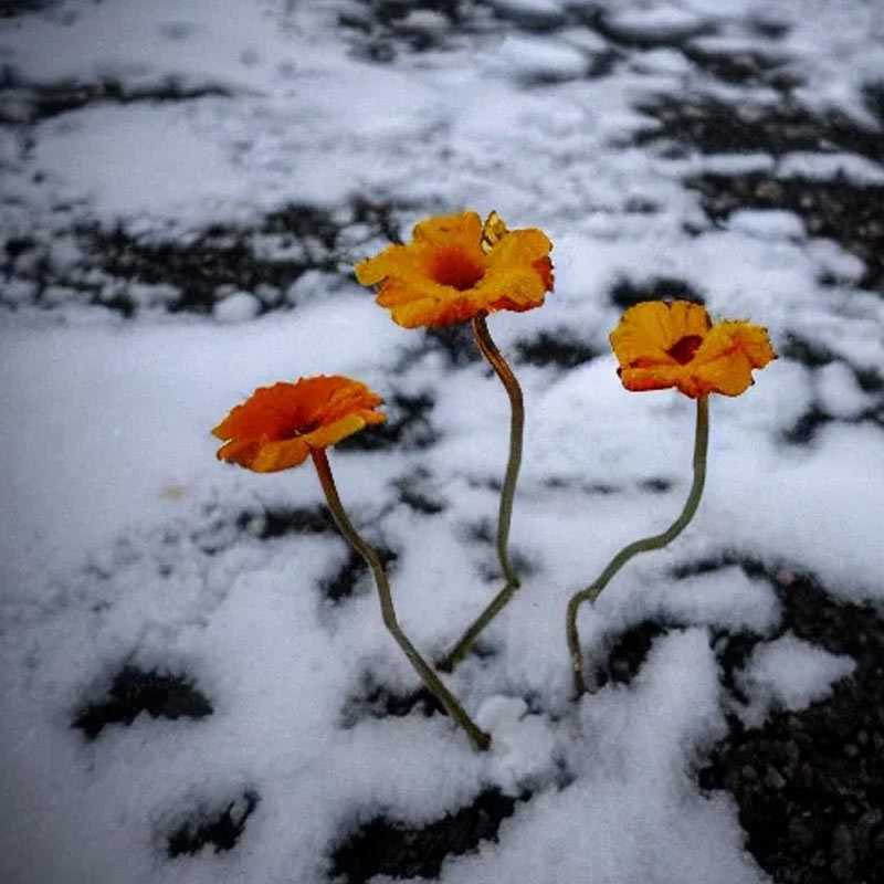 Plants are flowering in Antarctica, a warning sign 