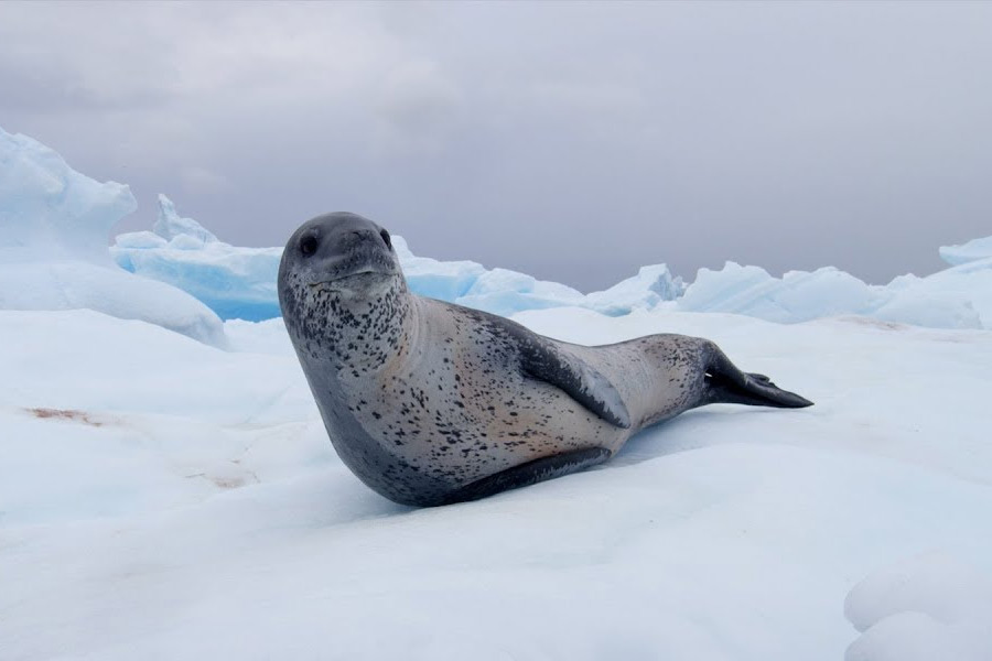 Plants are flowering in Antarctica, a warning sign 