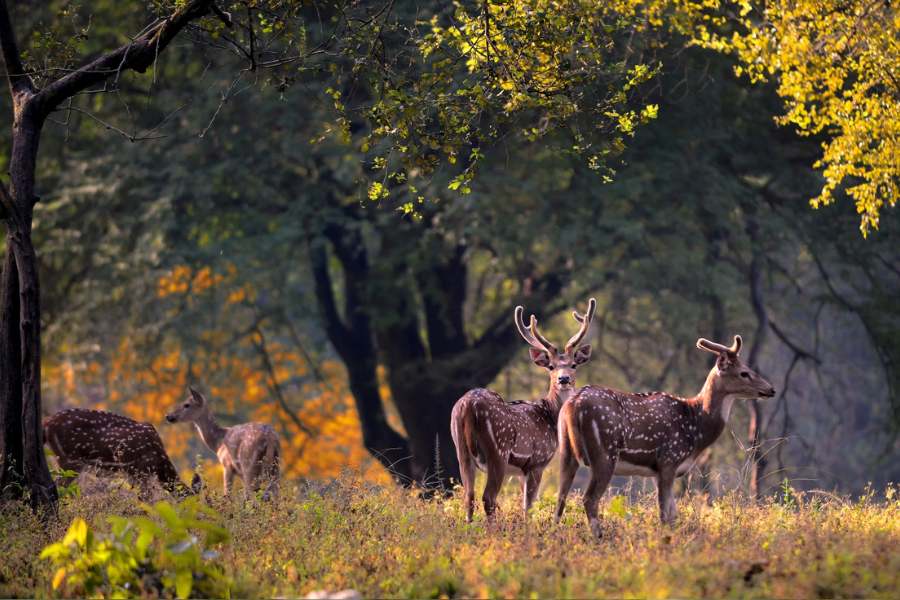 কানহা ন্যাশনাল পার্ক, মধ্যপ্রদেশ:  টাইগার রিজার্ভ ফরেস্ট অর্থাৎ বাঘ সংরক্ষণ অভয়ারণ্য হিসেবে পৃথিবী-বিখ্যাত। প্রচুর সংখ্যক রয়্যাল বেঙ্গল বাঘের উপস্থিতি এই পরিবেশবান্ধব স্থানের সেরা আকর্ষণ।