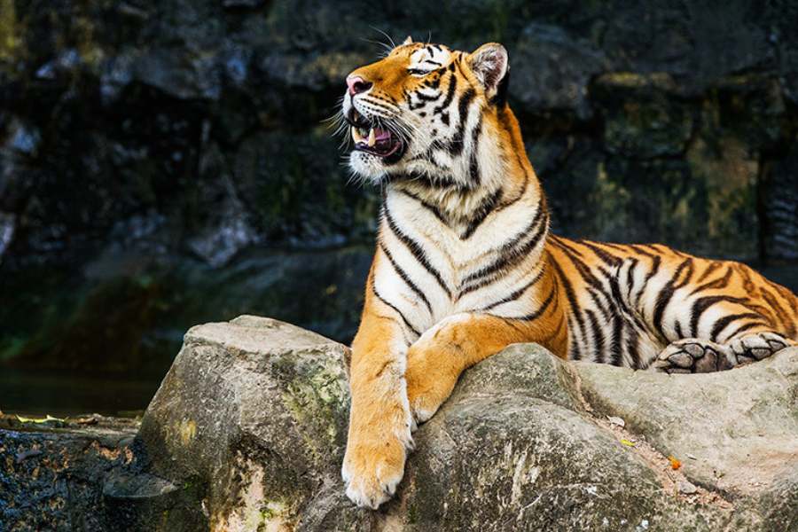 সুন্দরবন, পশ্চিমবঙ্গ: জলে ভয়াল কুমীর, ডাঙায় রয়্যাল বেঙ্গল বাঘ ছাড়াও নানা প্রজাতির সাপ এবং অবশ্যই সবুজে মোড়া দ্বীপ-- সুন্দরবন ভারতের বৃহত্তম পরিবেশবান্ধব স্থান। এর আকর্ষণ চিরকালীন।