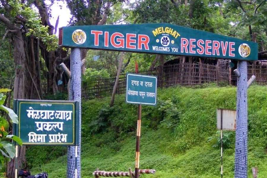 মেলঘাট, মহারাষ্ট্র: সাতপুরা পাহাড়ের গায়ে এই পরিবেশবান্ধব জায়গাটি বিখ্যাত মেলঘাট ব্যাঘ্র সংরক্ষণ অভয়ারণ্যের জন্য। এ ছাড়াও নানা শ্বাপদের দেখা মেলে। অতি বিরল প্রজাতির পেঁচা, চিতাবাঘ, অজগর, উড়ন্ত কাঠবিড়ালি, বুনো শুয়োরও আছে এখানে।