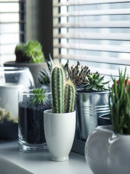 These beautiful plants look very attractive and can grow from leaves  dgtl