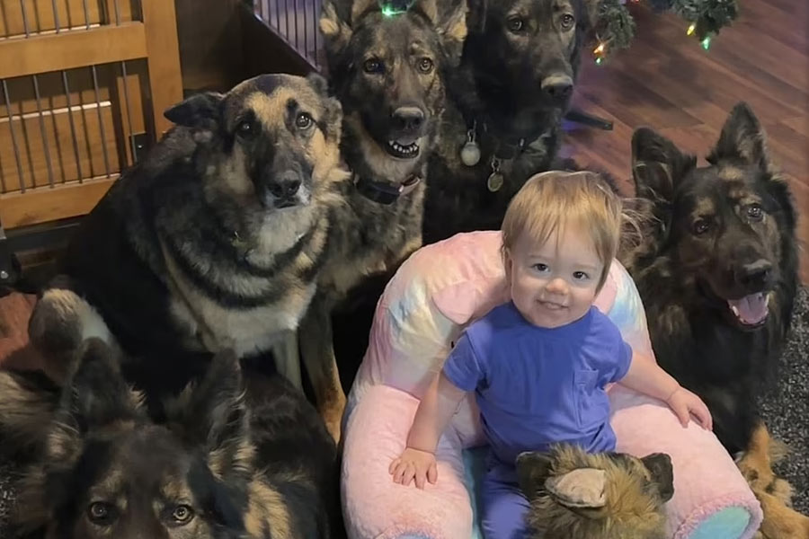 Girl raised with five German Shepherds crawls like them and sleeps in dog bed.