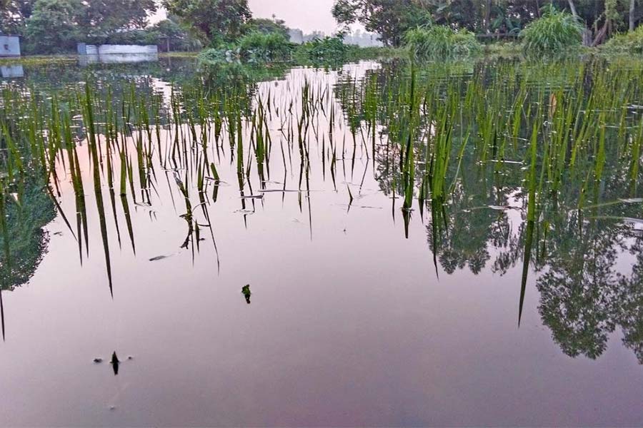 Rice field under water