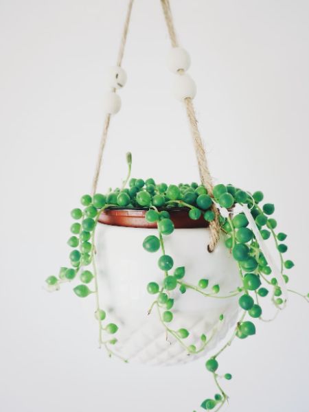 These five plants will not let mosquitoes fly around dgtl