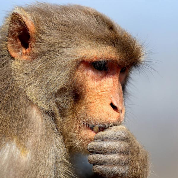 বাঁদরটিকে বিলাসবহুল হোটেলে রাখার আয়োজন করা হয়েছিল বলে জানান চাঙ্কি। সাক্ষাৎকারে অভিনেতা বলেন, ‘‘বাঁদরটিকে দেখে মনে হত যেন ওই-ই সবথেকে বড় তারকা। সেটে ওর জন্য কত কী যে হয়েছে, তা বলার নয়। তবে ওকে সকলে খুব ভালবাসত।’’