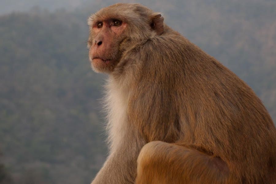 কপিলের প্রশ্নে গোবিন্দ বলেন, ‘‘ওই বাঁদরের গায়ে হাত দেওয়াই চাঙ্কির জন্য বড় ব্যাপার ছিল। তার উপর আবার একই ঘরে থাকা!’’ 