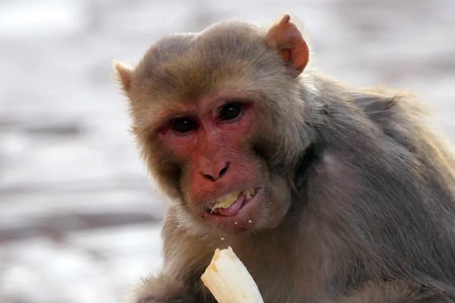 পাহলাজ জানান, বাঁদরটির গায়ে শক্তি ছিল প্রচুর। তার কাজকর্ম দেখে সকলে অবাক হয়ে যেত। পাহলাজ বলেন, ‘‘এমন অনেক সময় হয়েছে যখন রীতুর কোলে উঠে বসে পড়ত। রীতুর জামার বোতাম নিয়ে খেলা করত।’’