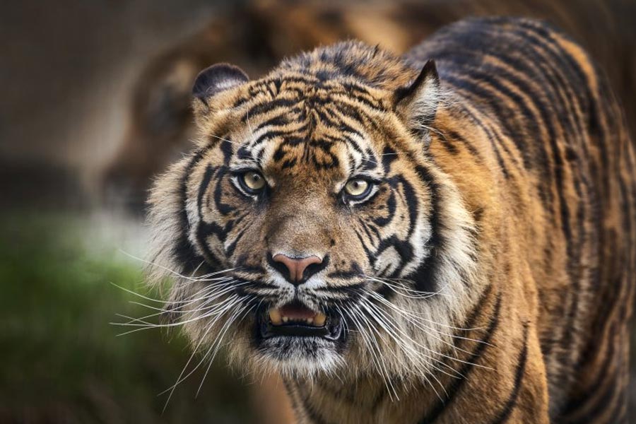 image of tigress 