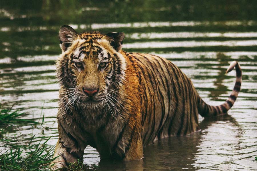 image of tigress 