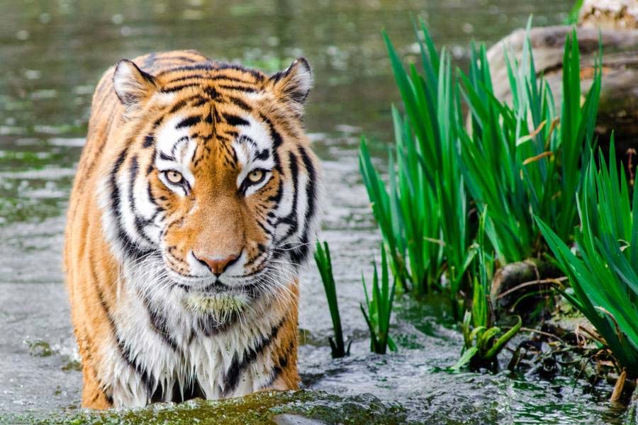 image of tigress 