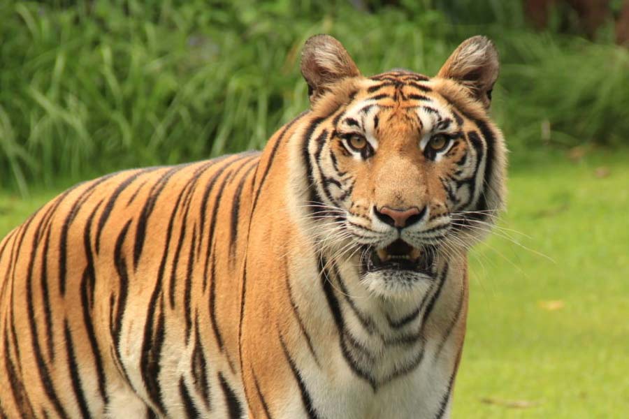 image of tigress 