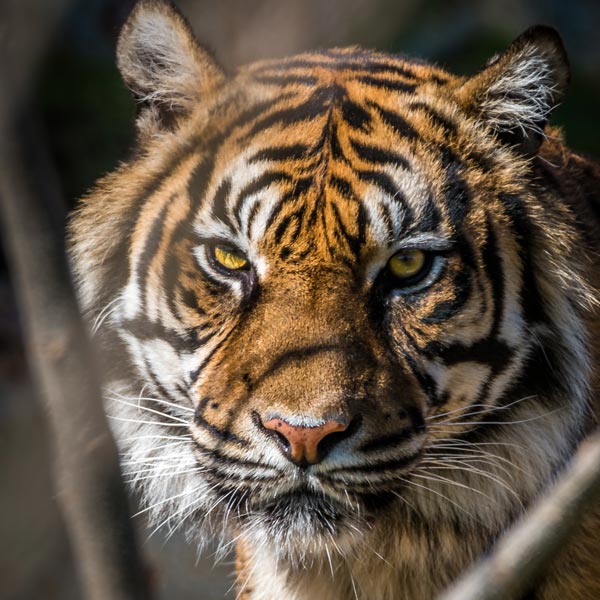 image of tigress 