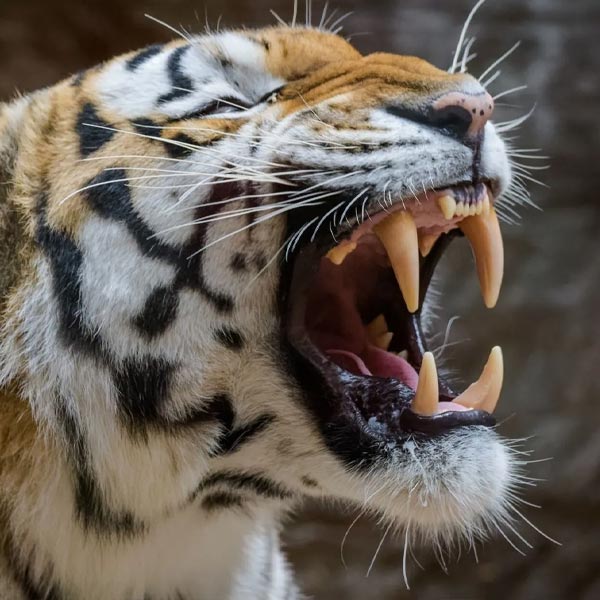 image of tigress 