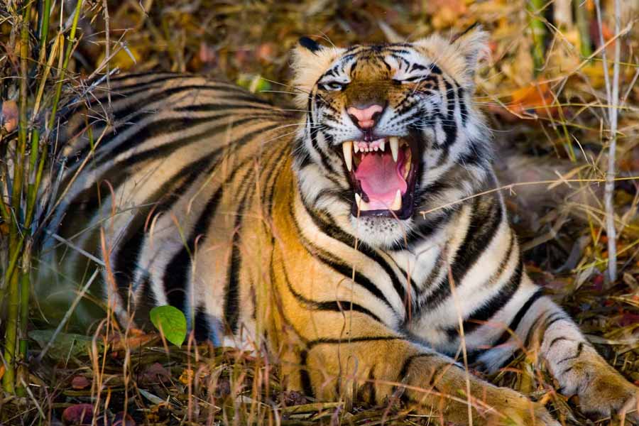image of tigress 