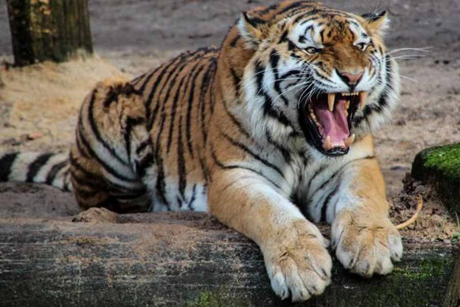 image of tigress 