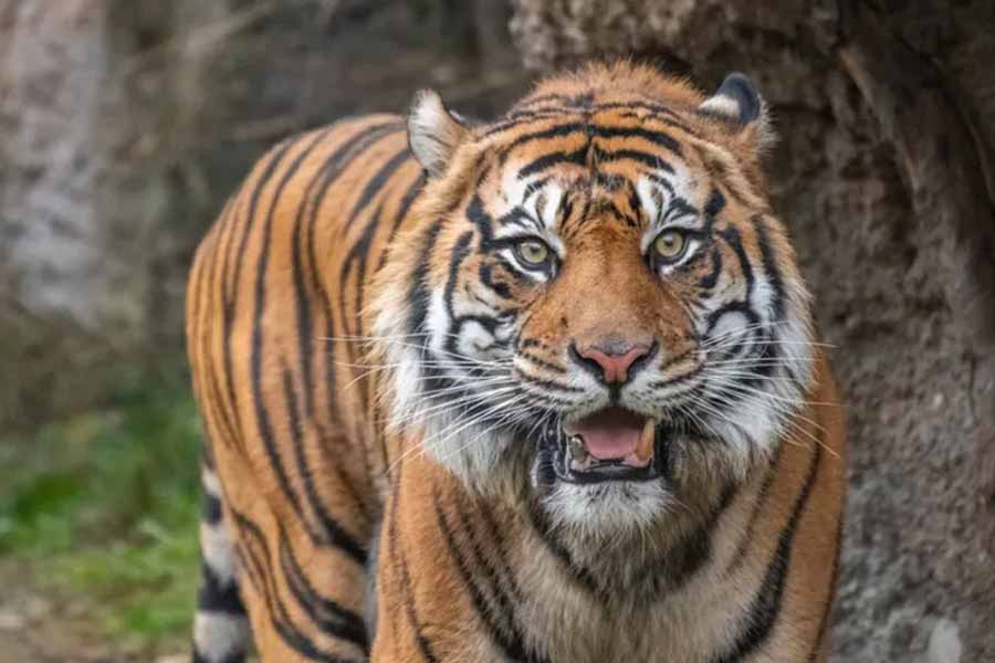 image of tigress 