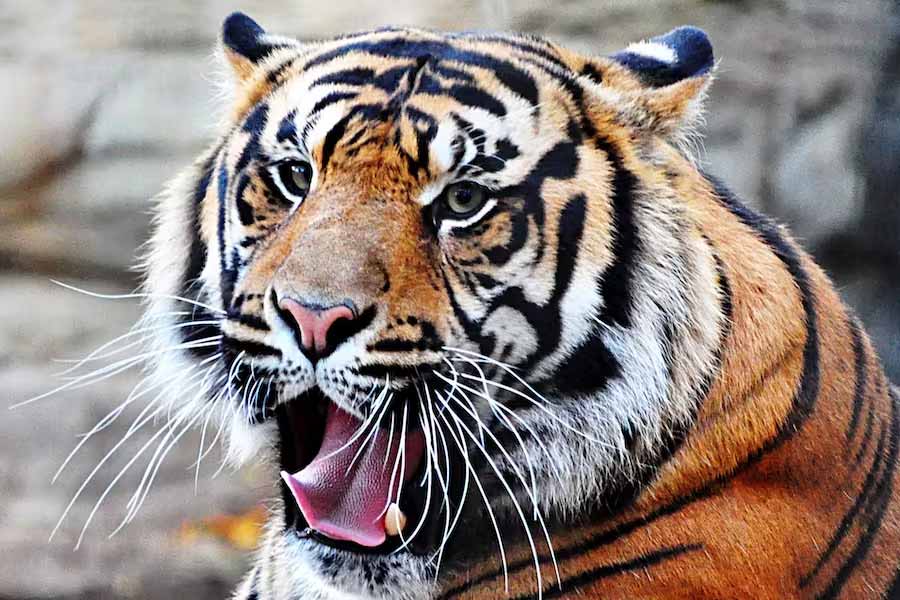 image of tigress