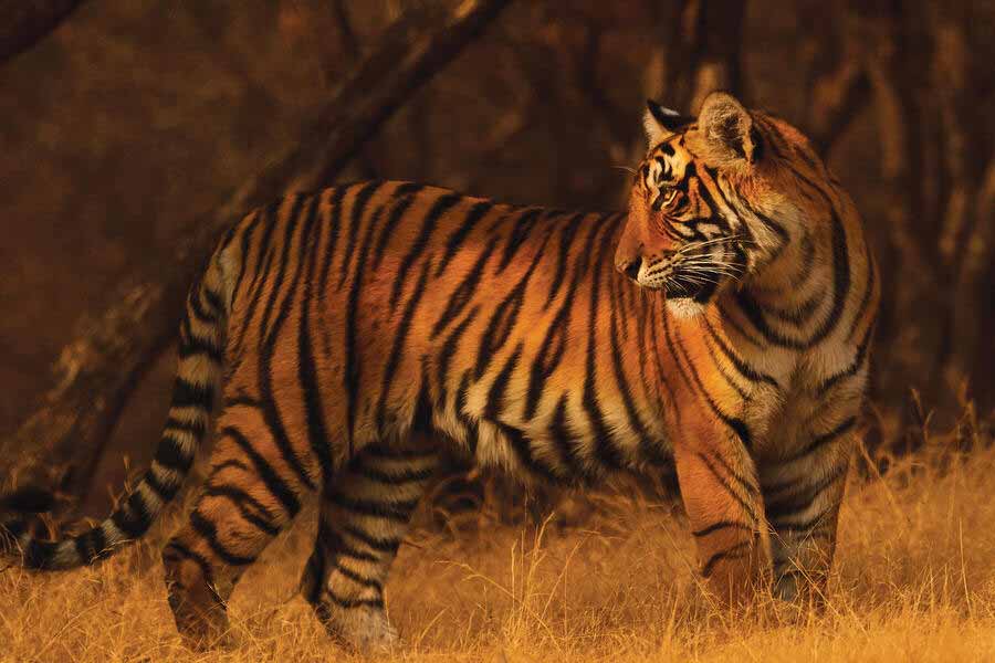 image of tigress