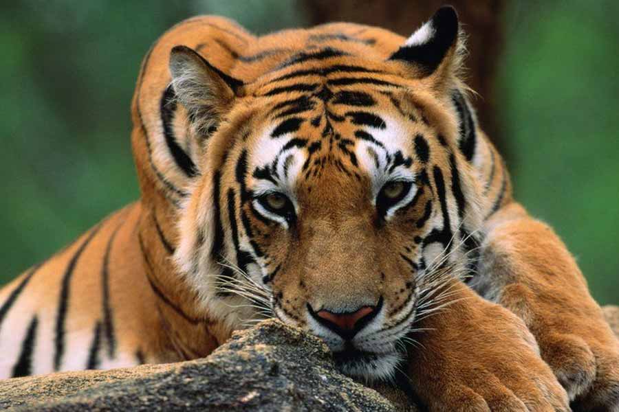image of tigress