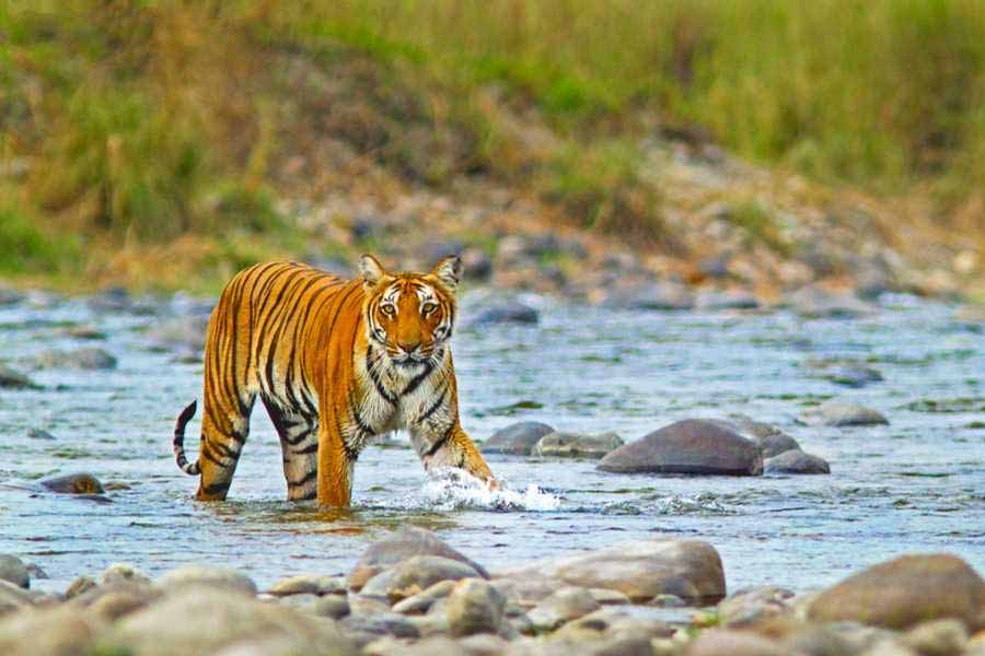 image of tigress