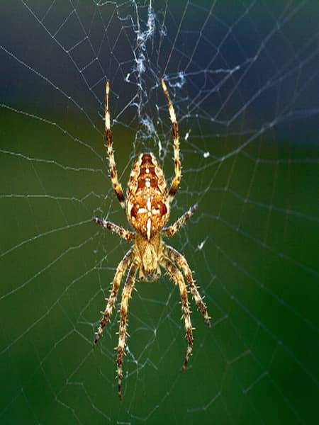 Cleaning Hacks Use these things to get rid of spider forever dgtl