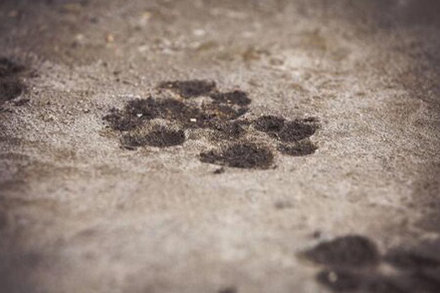 শুধু তাই নয়, প্রতিটি হত্যার পরই ঘটনাস্থল থেকে একটি চিহ্ন পাওয়া যেত। পশুর থাবার চিহ্ন। তা হলে কি এই হাড়হিম হত্যার নেপথ্যে কোনও হিংস্র জন্তুর হাত রয়েছে?