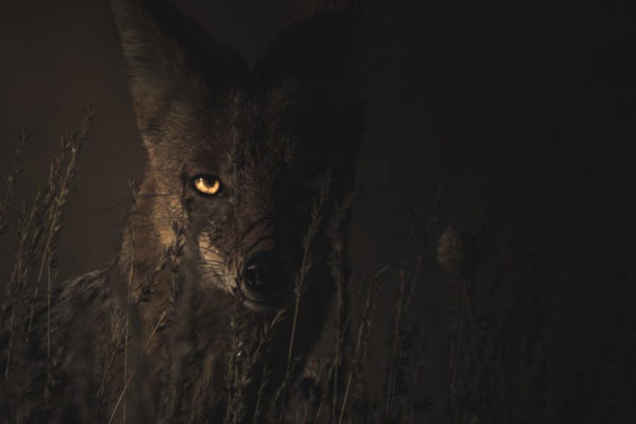 প্রাথমিক ভাবে গ্রামবাসীরা সন্দেহ করেছিলেন যে, কোনও হিংস্র জন্তু এই কাজ করছে। তা হলে কি নেকড়ে হানা দিল গ্রামে? কী ভাবে পরিত্রাণ মিলবে?