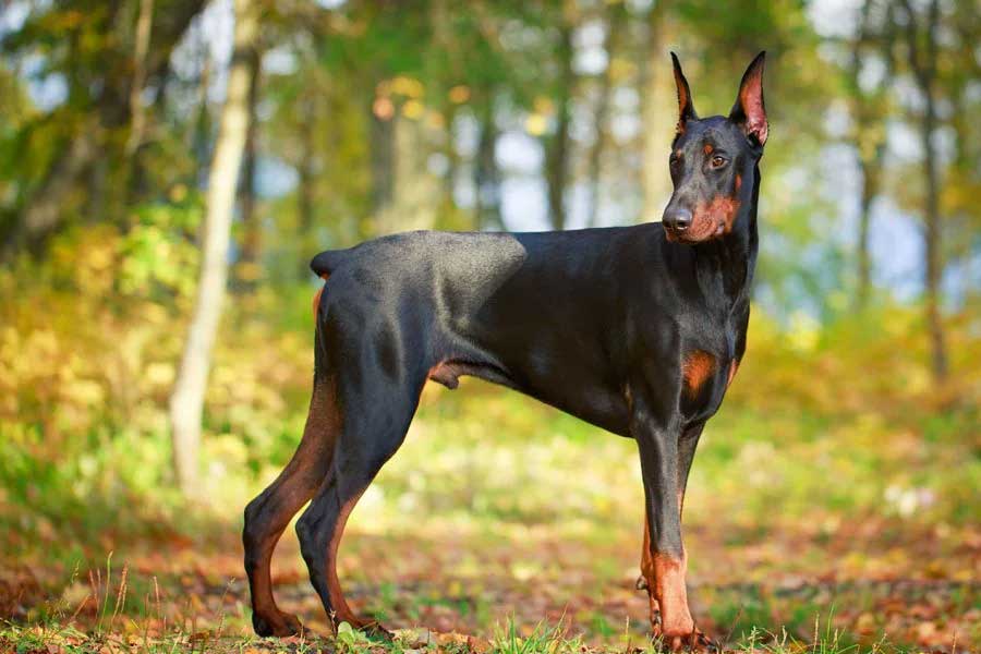 ধর্মীয় আচার পালনের জন্য কি তবে কোনও তান্ত্রিকই এমন কাণ্ড করছেন? তন্ন তন্ন করে তল্লাশি চালানো হল। পুলিশ কুকুর দিয়ে তল্লাশিও চালানো হল। কিন্তু কোনও তান্ত্রিককেই ধরতে পারলেন না তদন্তকারীরা।