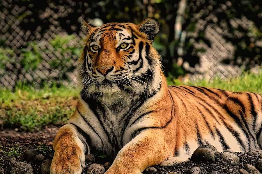 Lessor known facts about Shyamakanta Bandopadhyay aka Paramhangsa Soham Swami