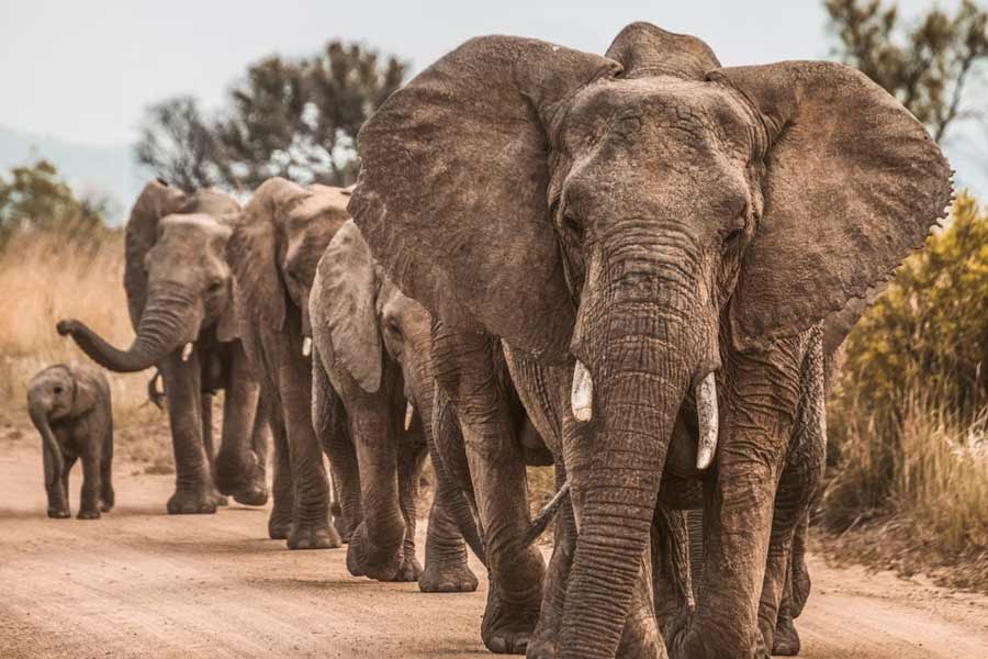 Botswana and Germany are feuding over elephants