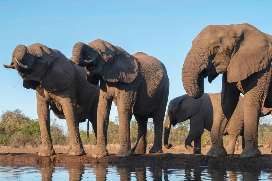 Botswana and Germany are feuding over elephants 