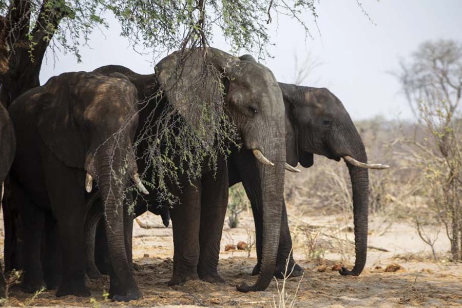 Botswana and Germany are feuding over elephants 