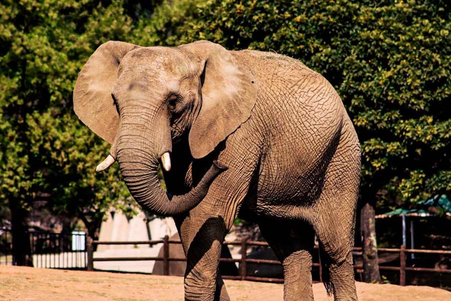 Botswana and Germany are feuding over elephants 