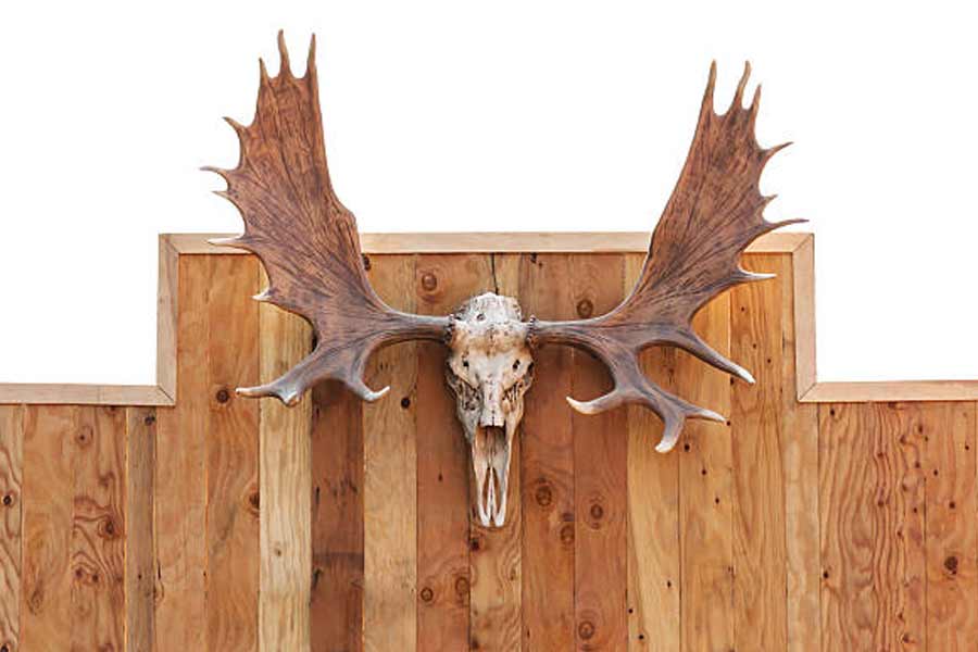 Botswana and Germany are feuding over elephants 