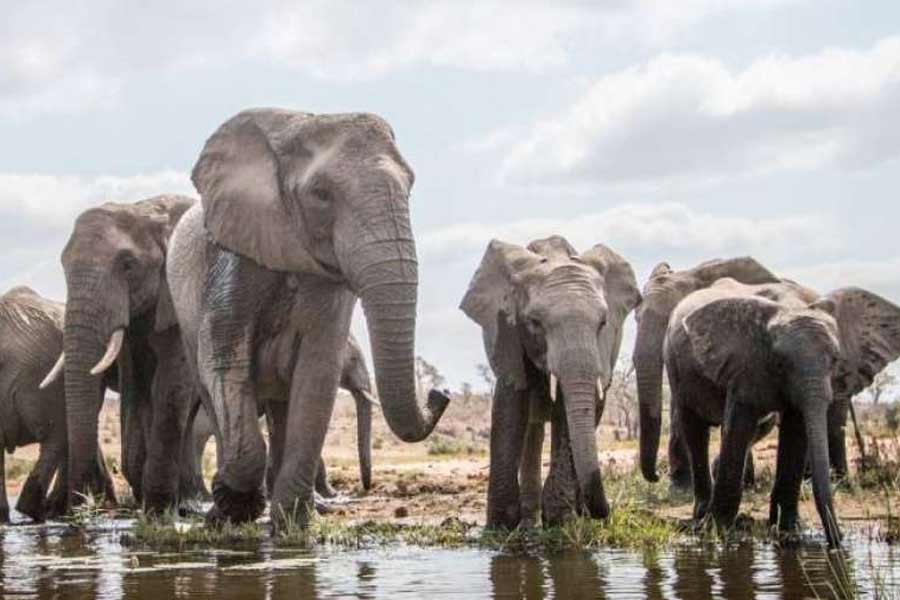 Botswana and Germany are feuding over elephants 