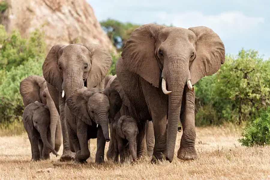 Botswana and Germany are feuding over elephants 