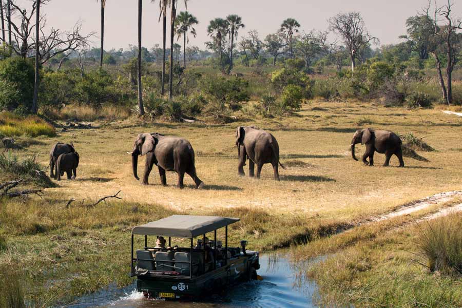 Botswana and Germany are feuding over elephants 
