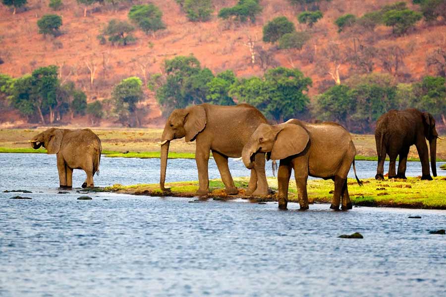 Botswana and Germany are feuding over elephants 