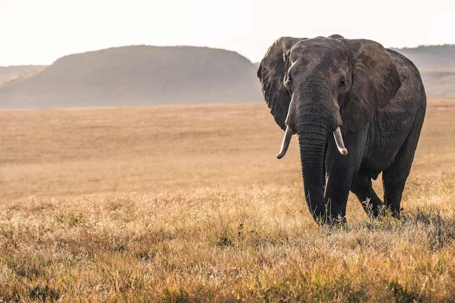 Botswana and Germany are feuding over elephants 