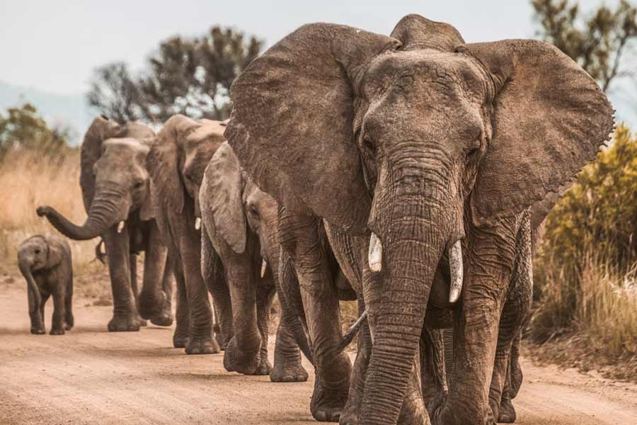 Botswana and Germany are feuding over elephants 