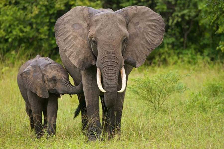 Botswana and Germany are feuding over elephants 