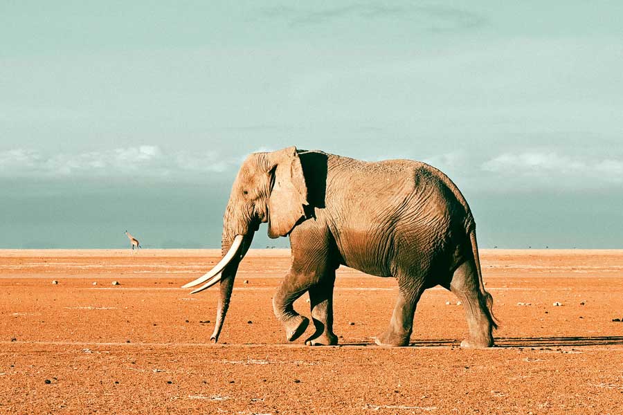 Botswana and Germany are feuding over elephants 