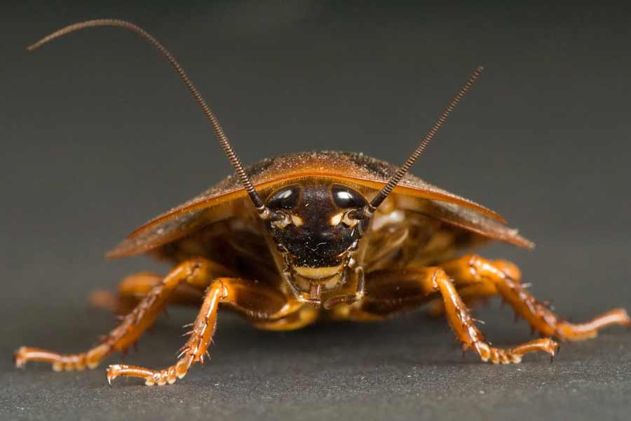 Cockroach found in Woman\\\'s private parts