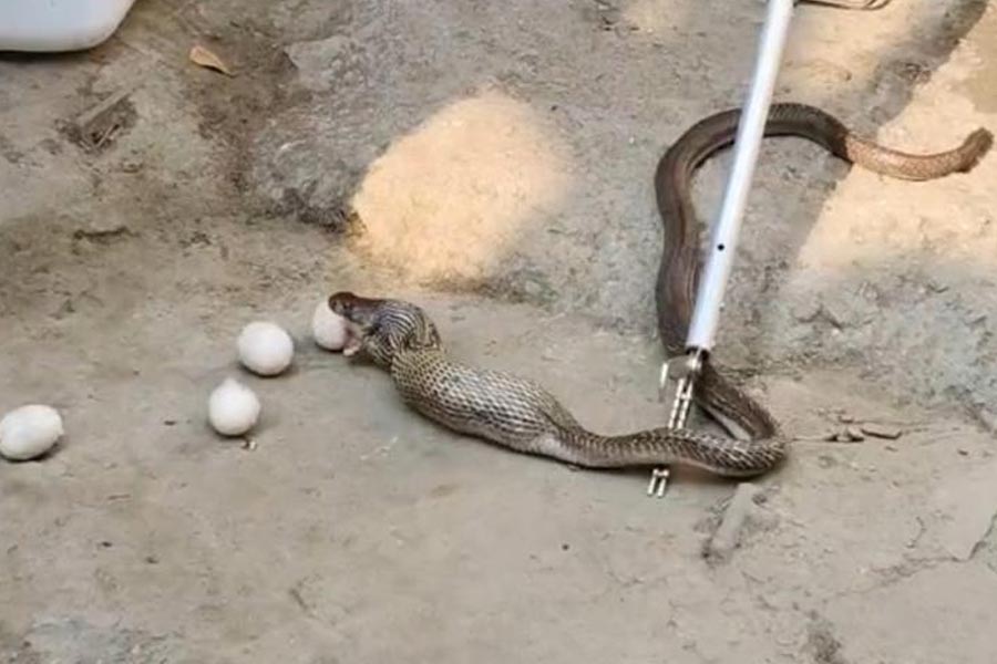 Cobra consumed eggs and then rescued by locals in hooghly’s balagarh dgtld