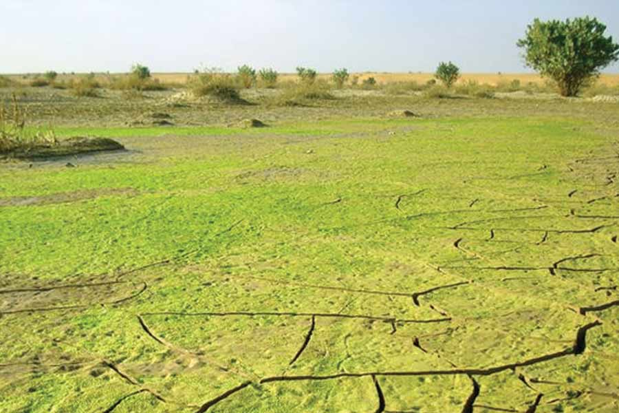 শুধু চোখের আরাম নয়, মরুভূমির মাঝে এই এক টুকরো সবুজ ভূমি গোটা এলাকার বাস্তুতন্ত্রেও বদল এনেছে। মরুভূমিতে এখন চরে বেড়াচ্ছে গবাদি পশুও।