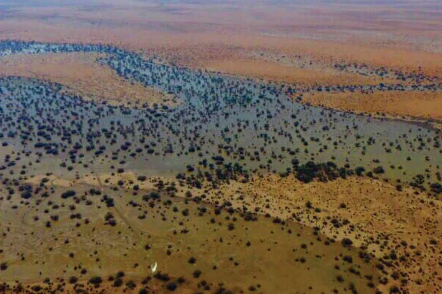 এই সবুজ ভূমির ছবি বহু মানুষ সমাজমাধ্যমে পোস্ট করেছেন। ছবিতে দেখা গিয়েছে, সবুজ ঘাসে ঢাকা এলাকায় চরে বেড়াচ্ছে উট। নাসার উপগ্রহেও ধরা পড়েছে ছবি।