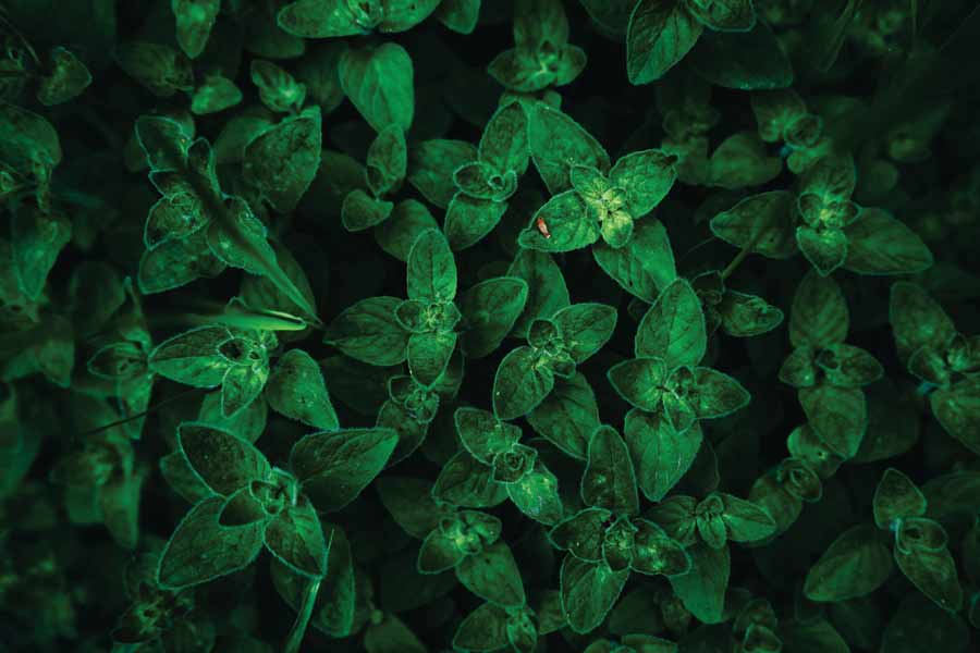 ২০২৩ সালের শেষ দিক থেকেই এই এলাকা এ ভাবে সবুজ হয়ে উঠেছে। নভেম্বরে সৌদি আরবের পশ্চিমাঞ্চল ছাড়াও উত্তর সীমান্ত লাগোয়া আল-জাওয়াফ, হায়েল, আল-কাশিমে তুমুল বৃষ্টি হয়েছিল। সতর্কতা জারি করেছিল হাওয়া অফিস। তার ফলেই বৃদ্ধি পেয়েছিল সবুজ।