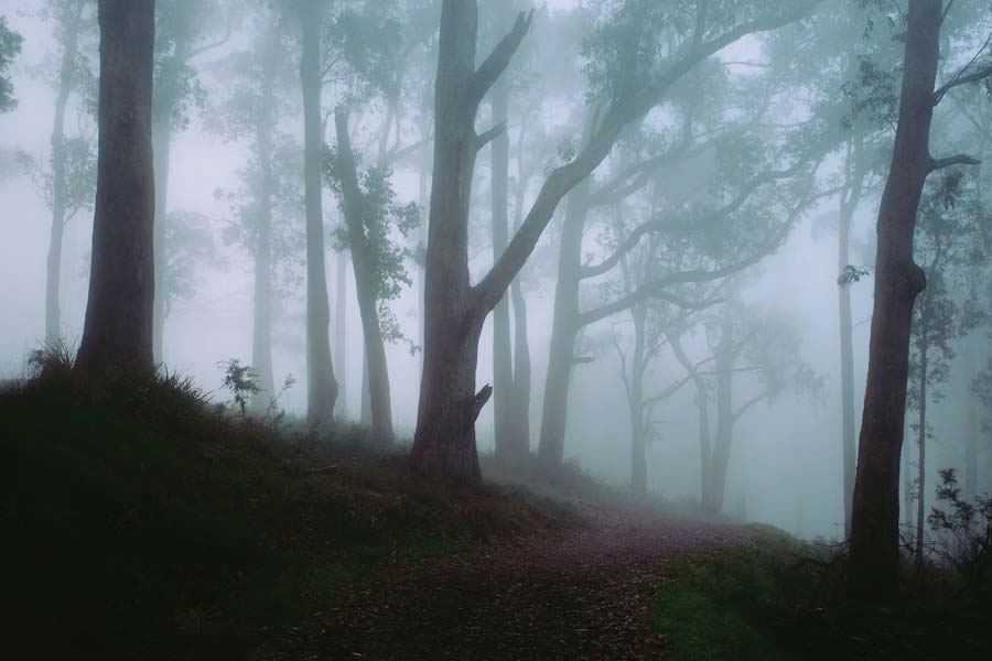 ২০২১ সালে প্রশাসন একটি পরিকল্পনা গ্রহণ করে। সেই পরিকল্পনা অনুযায়ী, ২০৩০ সালের মধ্যে মরুভূমিতে বাঁচে এমন ৪৫ কোটি গাছ লাগাবে প্রশাসন।