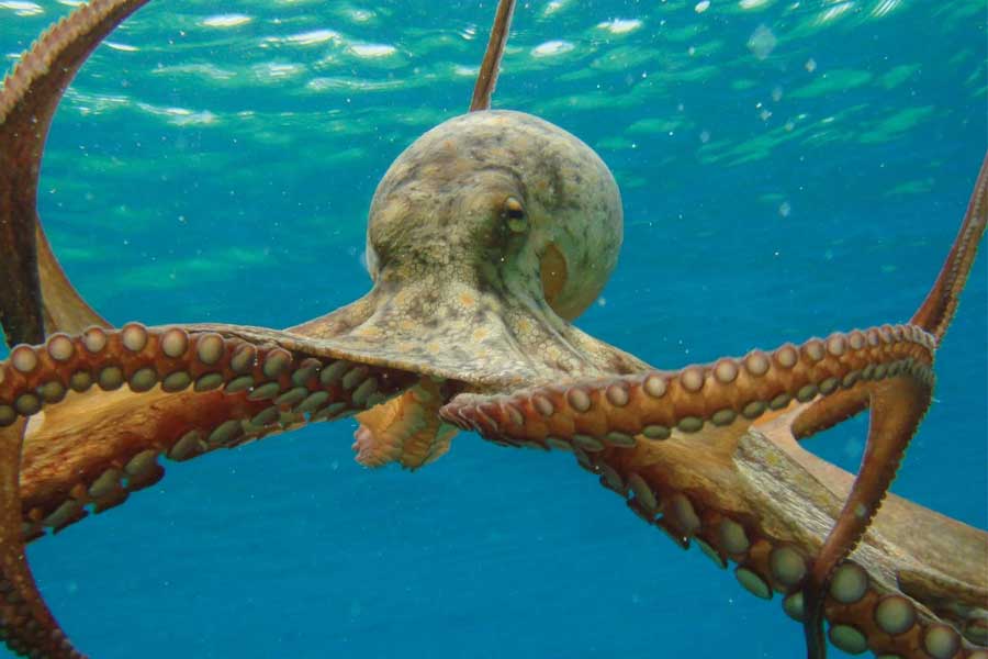 তিন বছর বয়স থেকে বাড়িতে অক্টোপাস পুষতে চাইত ক্যাল। ক্যামেরন ভেবেছিলেন, পুত্রের শৈশবের এই ইচ্ছা ক্ষণিকের। কয়েক দিন পর আবার নতুন কোনও ইচ্ছা দানা বাঁধবে তার। কিন্তু আট বছরে পা দিয়েও ক্যালের ইচ্ছার কোনও পরিবর্তন হয় না।